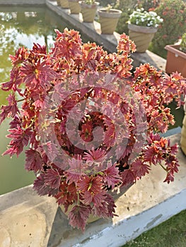The coleus is a annual or perennial herbs plant
