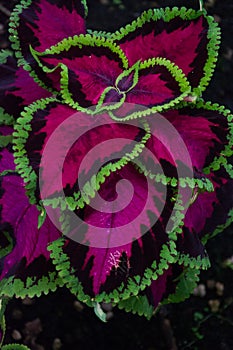 Coleus, Asia plant, Lamiaceae family, Plectranthus Scutellarioides