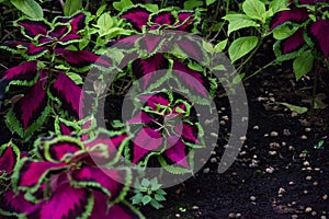 Coleus, Asia plant, Lamiaceae family, Plectranthus Scutellarioides