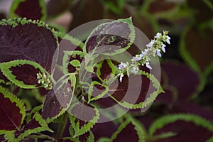 Coleus, Asia plant, Lamiaceae family, Plectranthus Scutellarioides