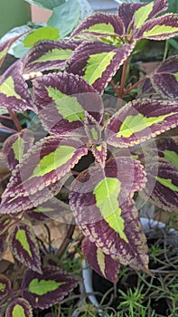 Coleus atropurpureus warnah merah gelap dan hijau di bagian tengah daun