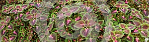 Coleus Background