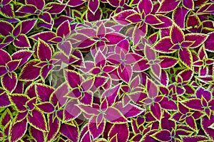 Coleus background