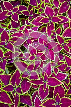 Coleus background