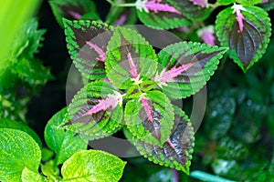 Coleus Blume leaves.