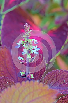 Coleus blumei