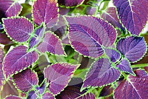 Coleus blumei