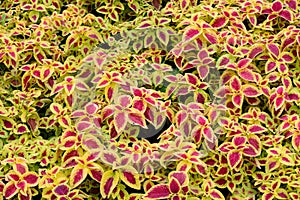 Coleus blumei field