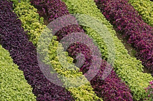 Coleus Blumei garden