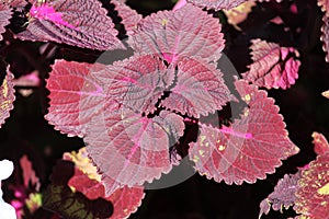 Coleus blumei or Painted nettle. Cultivar with dark purple leaves