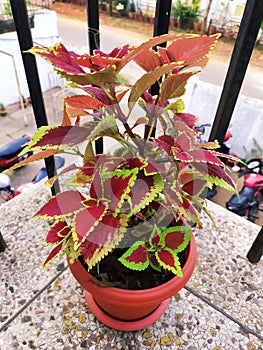 Coleus blumei plant