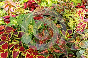 coleus blumei plant texture