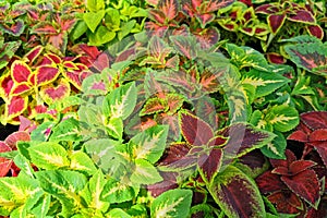 coleus blumei plant texture