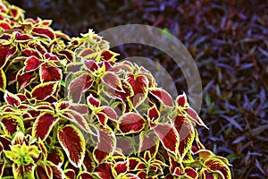 Coleus Blumei red.