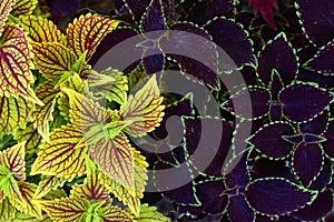 Coleus blumei, Solenostemon scutellarioides.