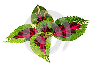 Coleus Blumei ( Solenostemon Scutellarioides )