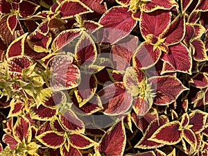 Coleus Blumei Solenostemon scutellarioides with flamboyant colors