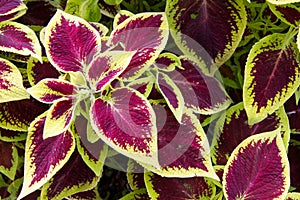 Coleus Blumei variegated leaves