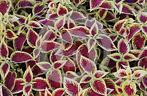 Coleus blumeii plant