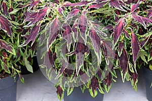 Coleus Chily Pepper photo