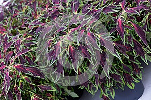 Coleus Chily Pepper photo