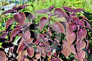 Coleus Color Blaze Kingswood Torch growing in field