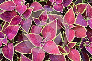 Coleus colorful foliage