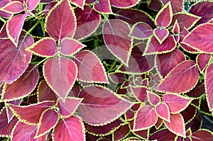 Coleus colorful foliage