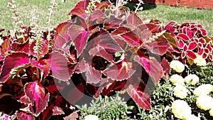 Coleus, Cyprus coleus, ornamental plant. Burgundy leaves. Front garden, flower bed.
