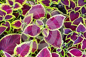 Coleus flower foliage background