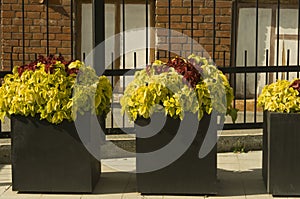 Coleus flower in the garden on a summer day