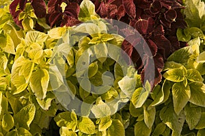 Coleus flower in the garden on a summer day