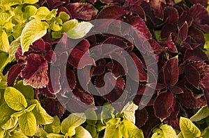 Coleus flower in the garden on a summer day