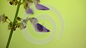 Coleus flower macro closeup bokeh background