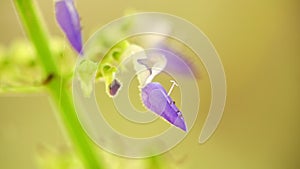 Coleus flower purple macro with bokeh background