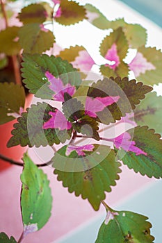 Coleus is a former genus of flowering plants in the family Lamiaceae.