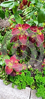 Coleus garden plants alongside stone pathway