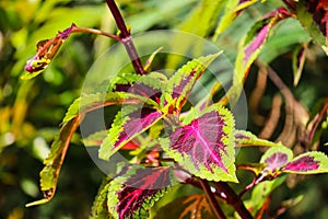 Coleus is a genus of annual or perennial herbaceous or shrubs, sometimes succulent, sometimes with fleshy or tuberous rootstocks,