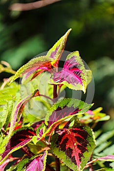 Coleus is a genus of annual or perennial herbaceous or shrubs, sometimes succulent, sometimes with fleshy or tuberous rootstocks,