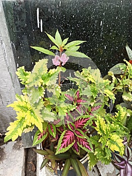 Coleus is a genus of annual or perennial herbaceous or shrubs, sometimes succulent, sometimes with fleshy or tuberous rootstocks,.