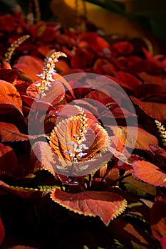 Coleus is a genus of plants in the Lamiaceae family, close-up
