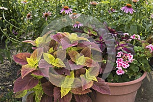 Coleus and geraniums in home garden