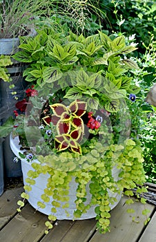 Coleus and Golden Creeping Jenny Planter photo