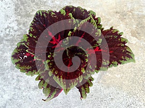 Coleus Kong Red Kakegawa CE12, Solenostemon hybridus