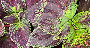 Coleus, Kong Scarlet Pelleted Colorful/Attractive Foliage, Heat Tolerant, Shade Tolerant, Low Maintenance