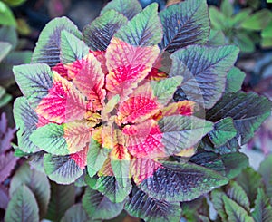 Coleus Labiatae Painted nettle Flame nettle