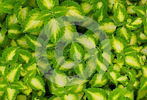 Coleus Leaves With Yellow And Green Colouring