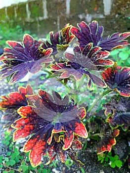 Coleus or miana leaves. Unique plants with various colors. Suitable for decoration in the home garden