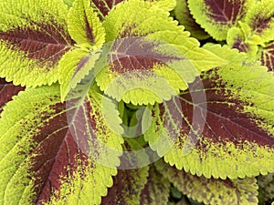 Coleus or painted nettle ornamental decorative leaves in summer flower beds in the garden
