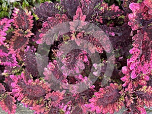 Coleus or painted nettle ornamental decorative leaves in summer flower beds in the garden